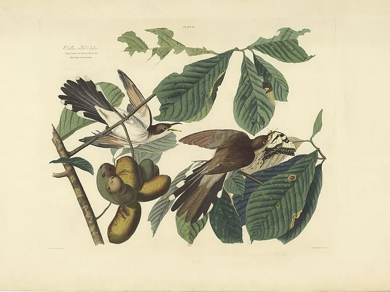 1785-John James Audubon - Ornitologia Uccelli - Rappresentazioni di animali del Nord America